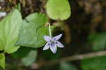 Longspur violet